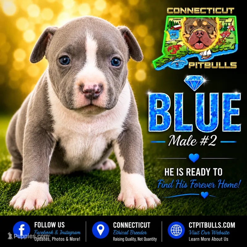 BLUE – American Bully puppy for sale in Windsor, CT
