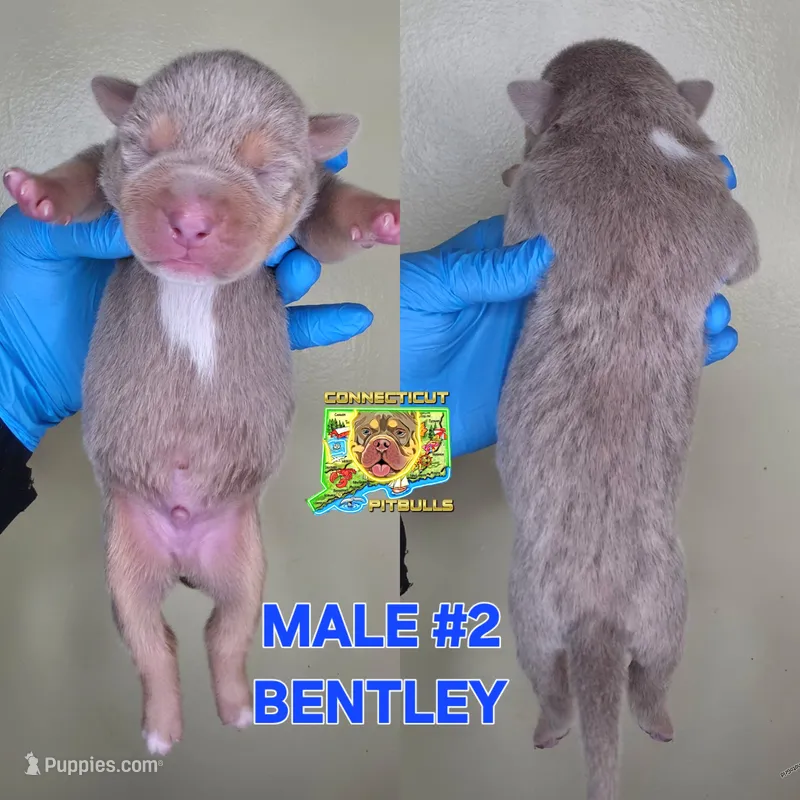 BENTLEY – American Bully puppy for sale in Windsor, CT