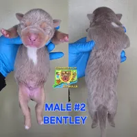 BENTLEY, a male American Bully for sale in Windsor, CT – 1 of 2