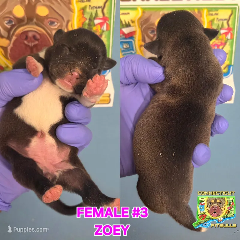 ZOEY – American Bully puppy for sale in Windsor, CT
