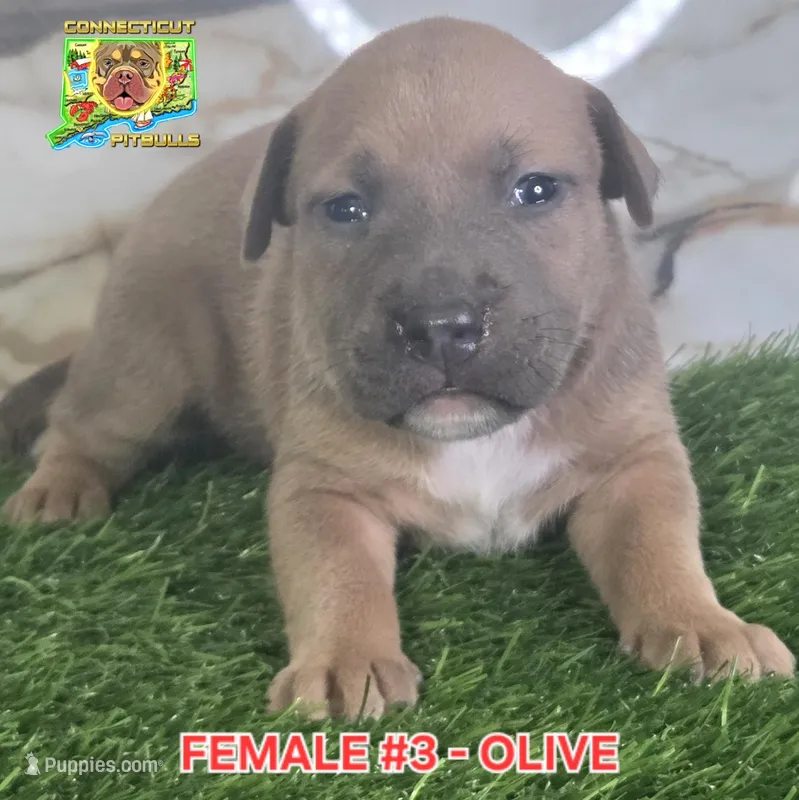 OLIVE – American Bully puppy for sale in Windsor, CT