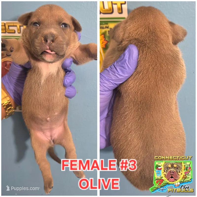 OLIVE – American Bully puppy for sale in Windsor, CT
