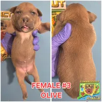 OLIVE, a female American Bully for sale in Windsor, CT – Photo 1 of 2