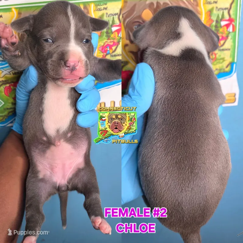 CHLOE – American Bully puppy for sale in Windsor, CT
