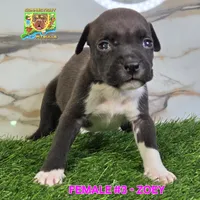 ZOEY, a female American Bully for sale in Windsor, CT – 7 of 7