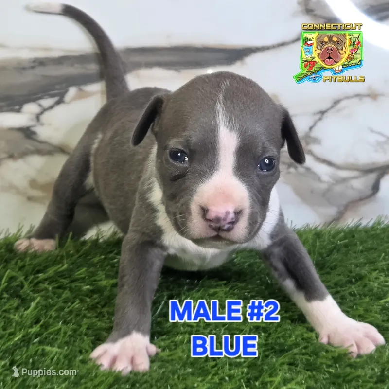 BLUE – American Bully puppy for sale in Windsor, CT