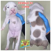 LUNA, a female American Bully for sale in Windsor, CT – Photo 1 of 3