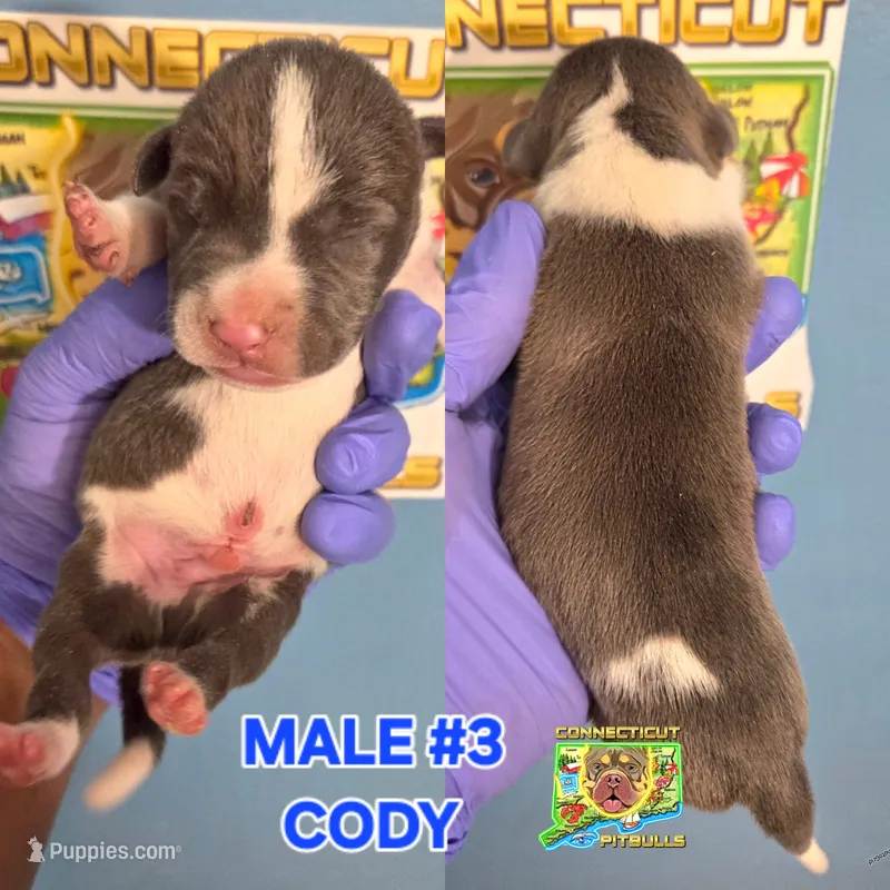 CODY – American Bully puppy for sale in Windsor, CT