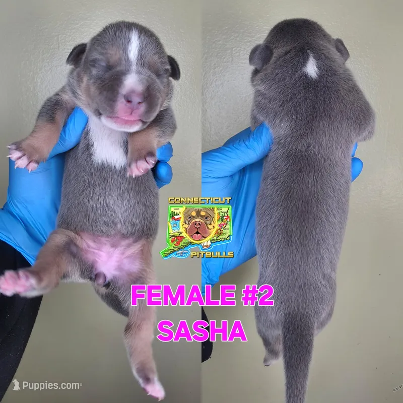 SASHA – American Bully puppy for sale in Windsor, CT