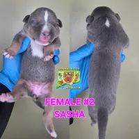 SASHA, a female American Bully for sale in Windsor, CT – 1 of 2