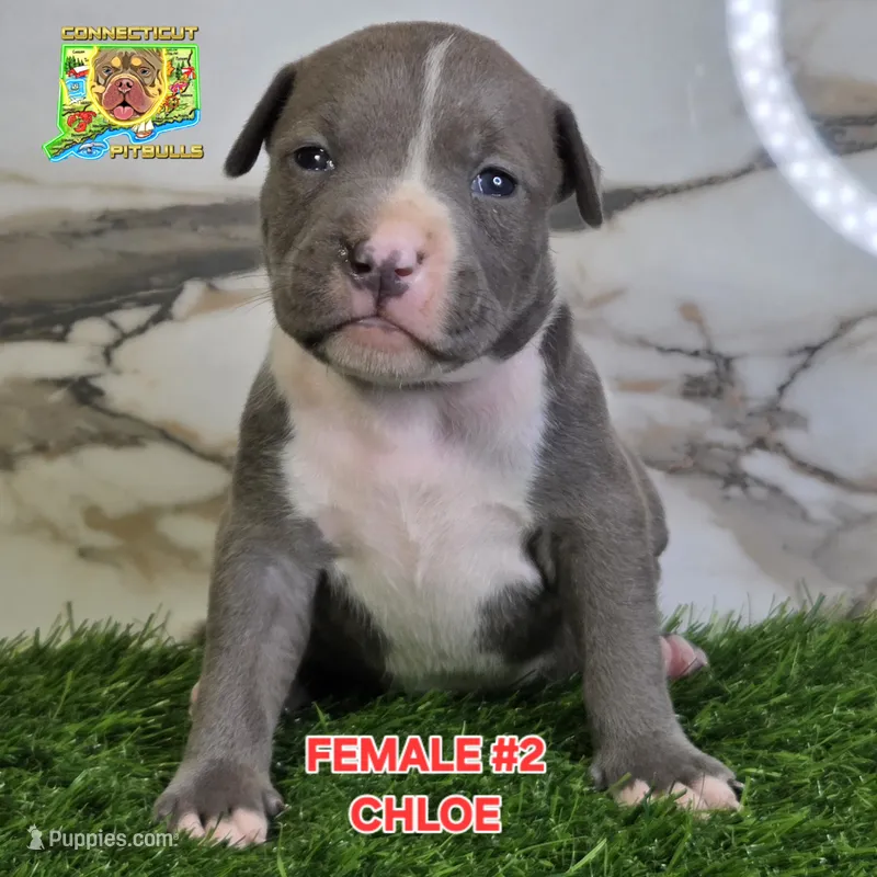 CHLOE – American Bully puppy for sale in Windsor, CT