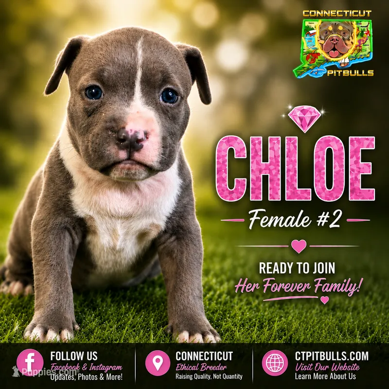 CHLOE – American Bully puppy for sale in Windsor, CT
