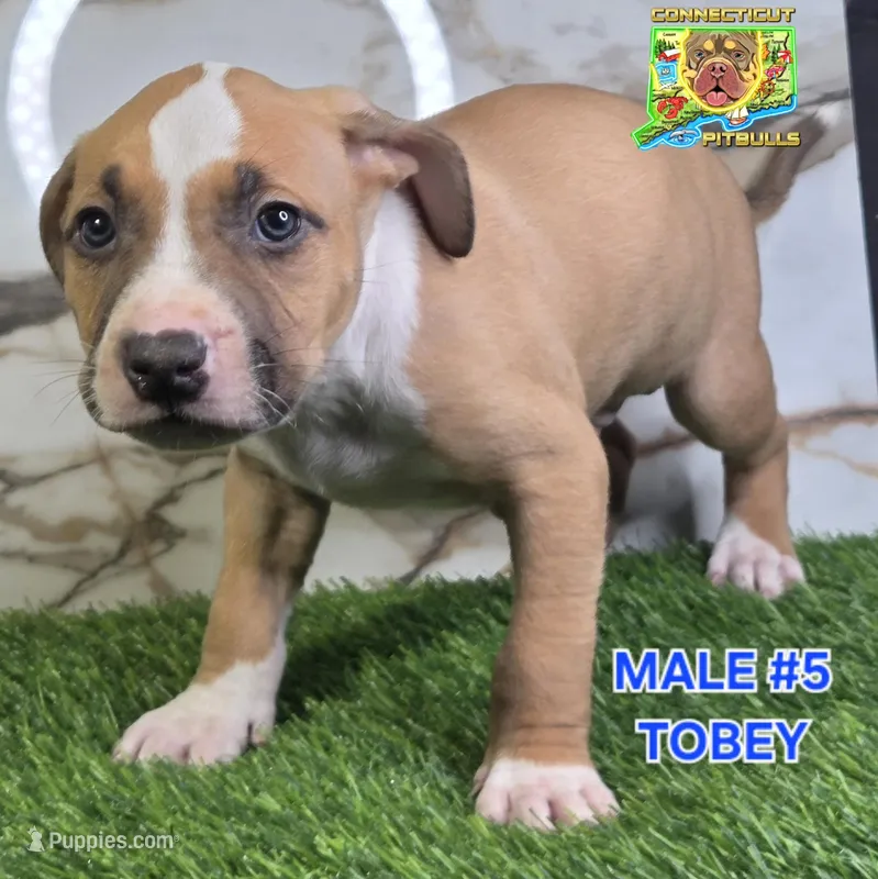 Toby – American Bully puppy for sale in Windsor, CT