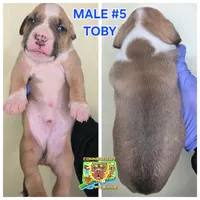 Toby, a male American Bully for sale in Windsor, CT – Photo 2 of 3