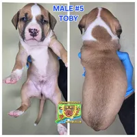 Toby, a male American Bully for sale in Windsor, CT – Photo 1 of 3