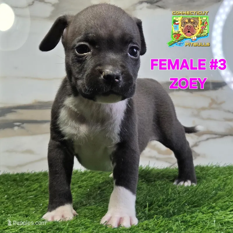 ZOEY – American Bully puppy for sale in Windsor, CT