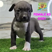 ZOEY, a female American Bully for sale in Windsor, CT – 1 of 7
