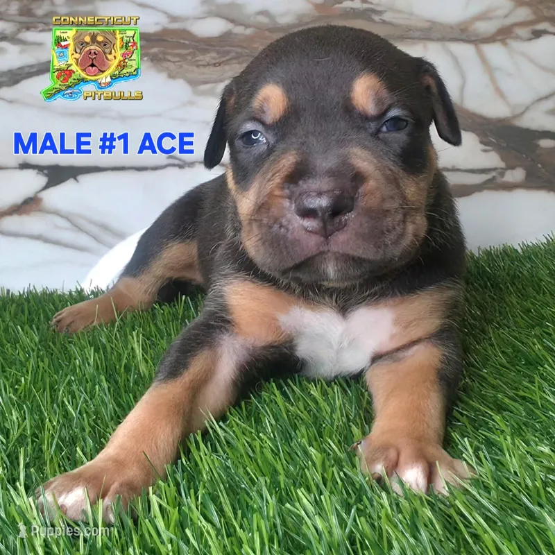 ACE – American Bully puppy for sale in Windsor, CT