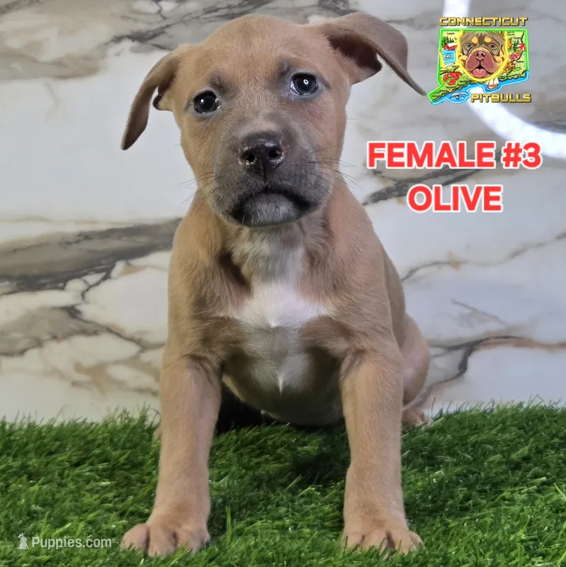 OLIVE – American Bully puppy for sale in Windsor, CT