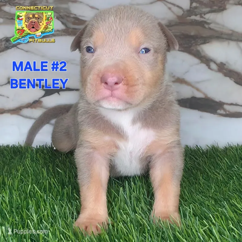 BENTLEY – American Bully puppy for sale in Windsor, CT