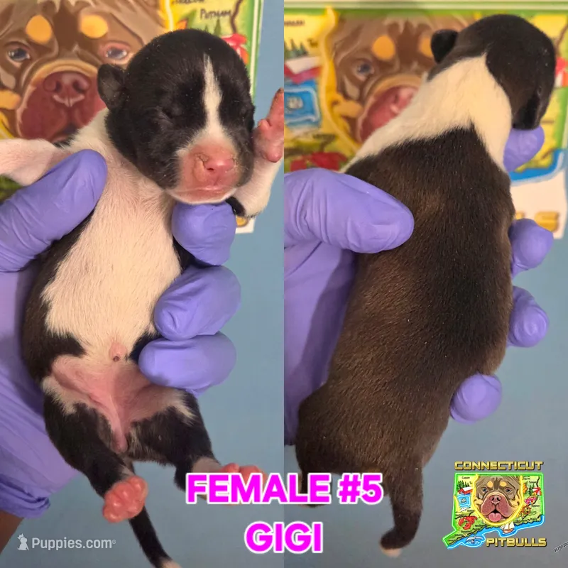 GIGI – American Bully puppy for sale in Windsor, CT