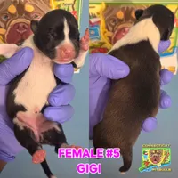 GIGI, a female American Bully for sale in Windsor, CT – 1 of 1