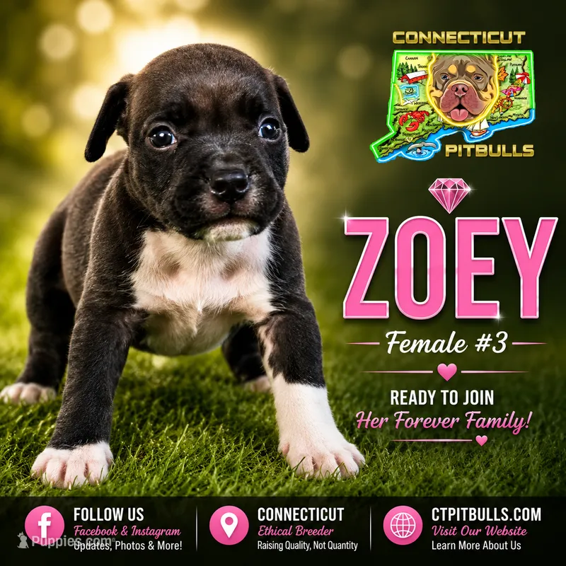 ZOEY – American Bully puppy for sale in Windsor, CT
