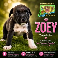 ZOEY, a female American Bully for sale in Windsor, CT – 2 of 7