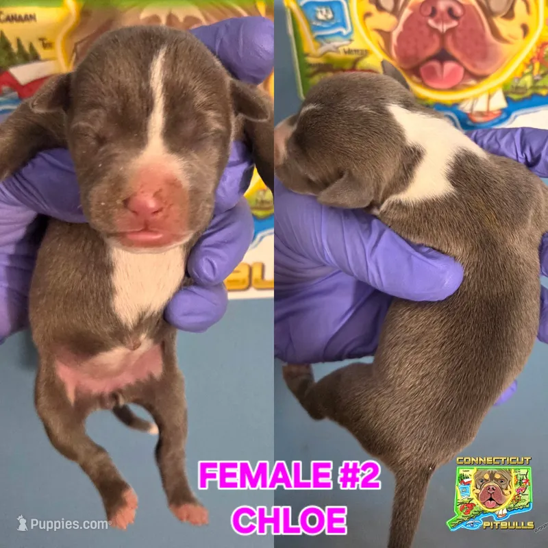 CHLOE – American Bully puppy for sale in Windsor, CT