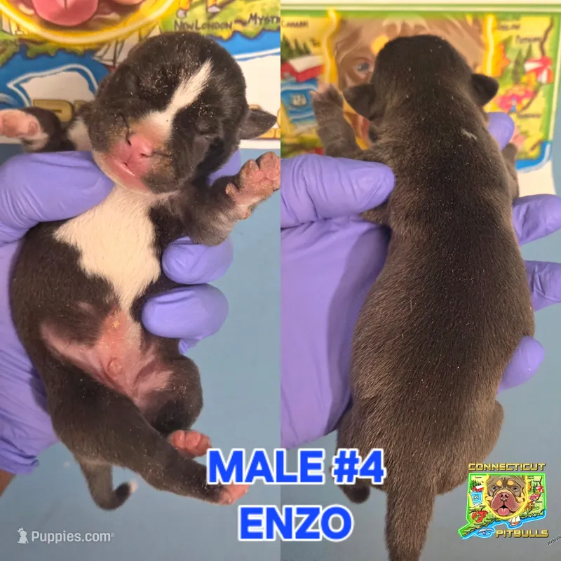 ENZO – American Bully puppy for sale in Windsor, CT