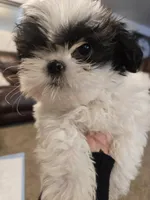 Jr., a male Shih Tzu for sale in Rosamond, CA – Photo 2 of 6