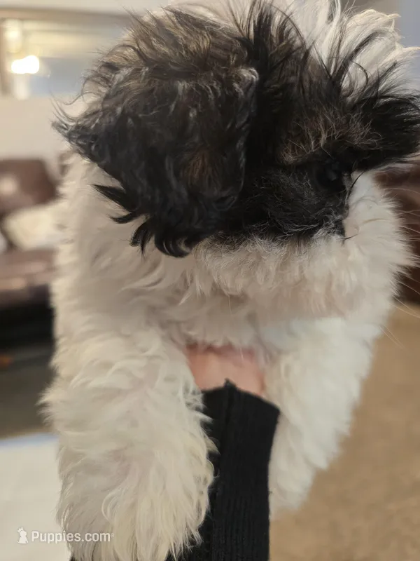 Jr. – Shih Tzu puppy for sale in Rosamond, CA