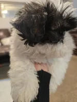 Jr., a male Shih Tzu for sale in Rosamond, CA – Photo 1 of 6