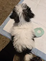 Jr., a male Shih Tzu for sale in Rosamond, CA – Photo 5 of 6