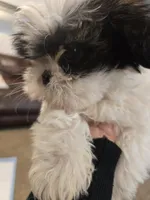 Jr., a male Shih Tzu for sale in Rosamond, CA – Photo 3 of 6