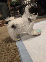 Jr., a male Shih Tzu for sale in Rosamond, CA – Photo 4 of 6