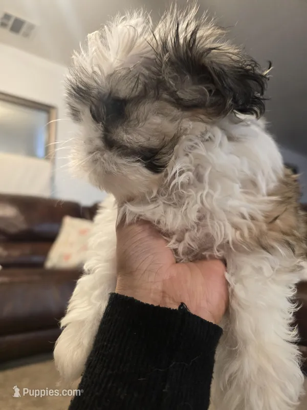 Popeye – Shih Tzu puppy for sale in Rosamond, CA