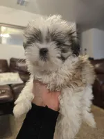 Popeye, a male Shih Tzu for sale in Rosamond, CA – Photo 3 of 6