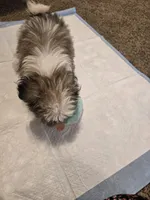 Popeye, a male Shih Tzu for sale in Rosamond, CA – Photo 6 of 6