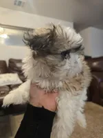 Popeye, a male Shih Tzu for sale in Rosamond, CA – Photo 2 of 6