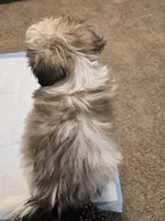 Popeye, a male Shih Tzu for sale in Rosamond, CA – Photo 4 of 6