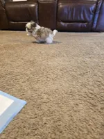 Popeye, a male Shih Tzu for sale in Rosamond, CA – Photo 5 of 6