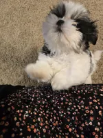 Minnie , a female Shih Tzu for sale in Rosamond, CA – Photo 7 of 9