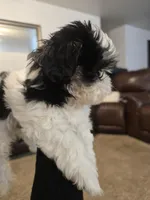 Minnie , a female Shih Tzu for sale in Rosamond, CA – Photo 6 of 9