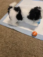 Minnie , a female Shih Tzu for sale in Rosamond, CA – Photo 5 of 9