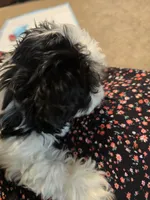 Minnie , a female Shih Tzu for sale in Rosamond, CA – Photo 3 of 9