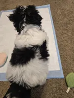 Minnie , a female Shih Tzu for sale in Rosamond, CA – Photo 8 of 9