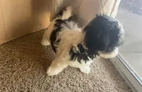 Minnie , a female Shih Tzu for sale in Rosamond, CA – Photo 9 of 9