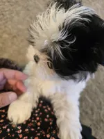 Minnie , a female Shih Tzu for sale in Rosamond, CA – Photo 2 of 9