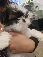 Jr., a male Shih Tzu for sale in Rosamond, CA – Photo 6 of 6